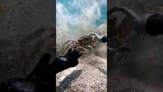 Underwater Battle: Catching a Giant Crab!