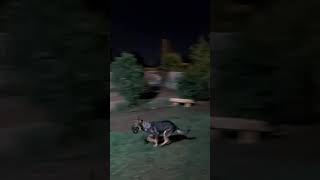 skyhawk . dog training(3)