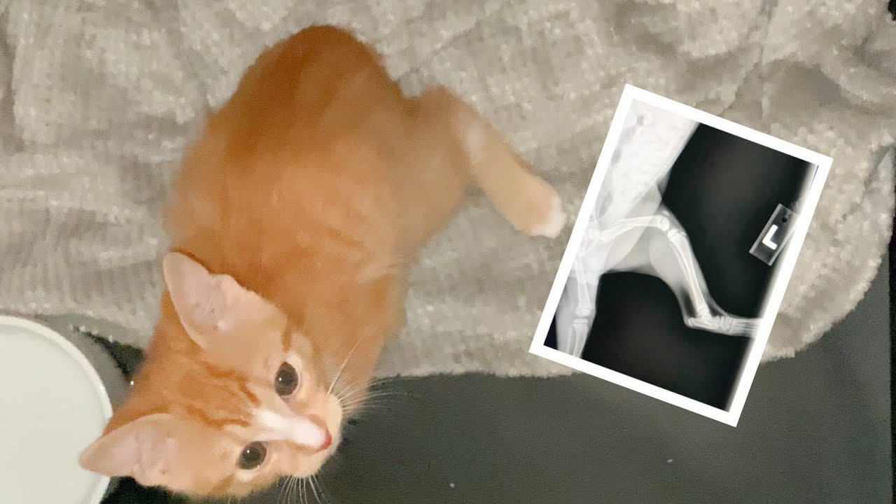MY KITTEN BROKE HIS LEG! YouTube