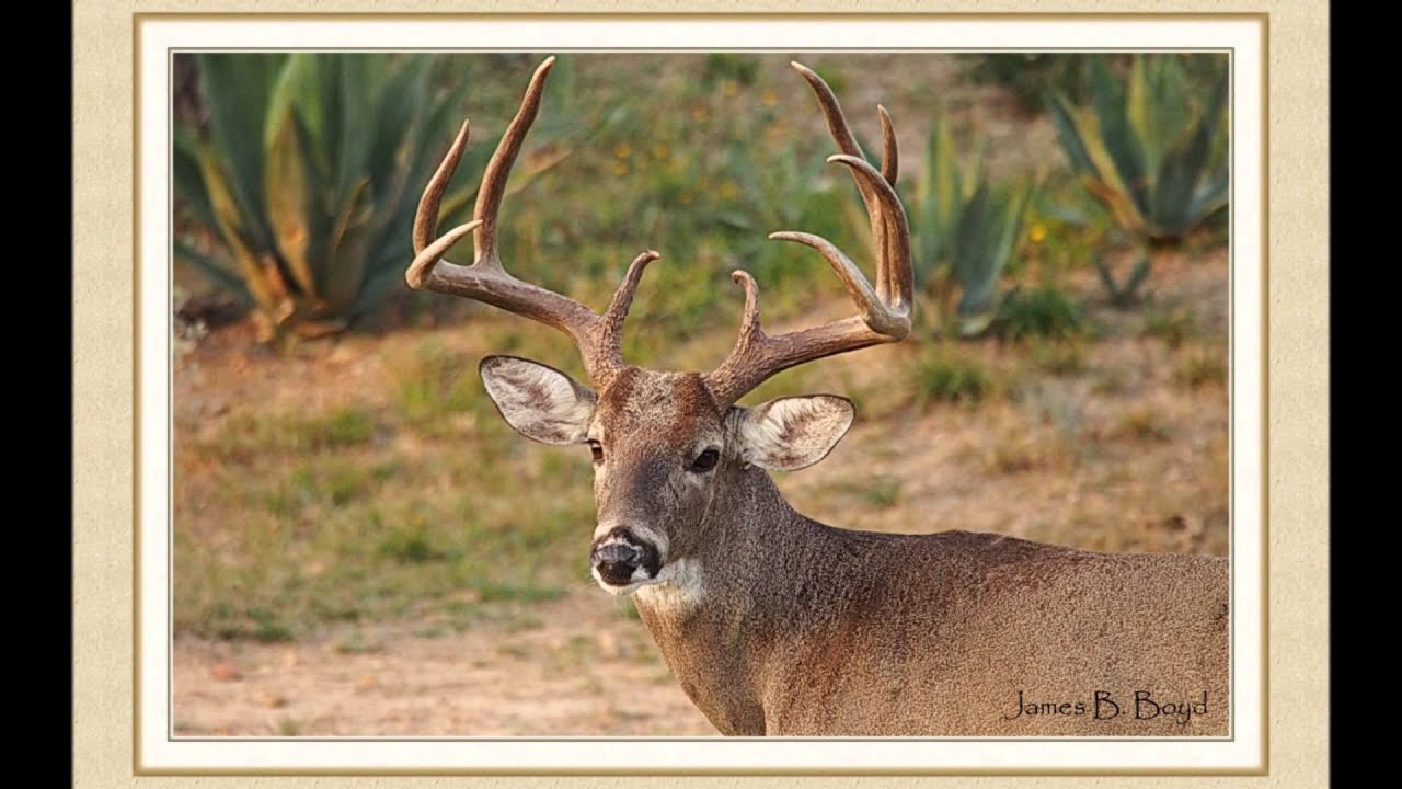 La Bota Ranch Forever YouTube