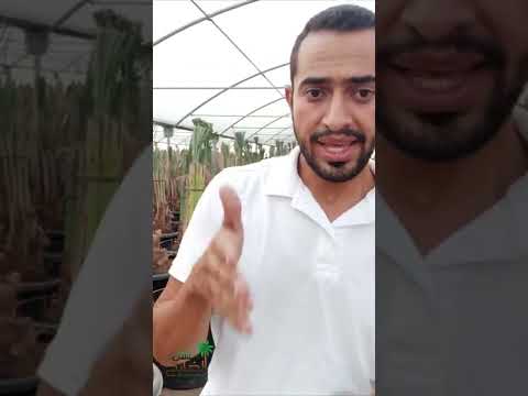 العائد على الاستثمار من زراعة فدان نخيل برحي مشتل الخليج