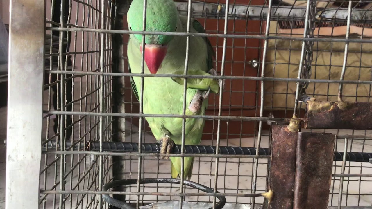 Parrot eating cucumber YouTube