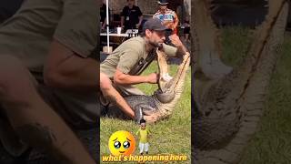 Viral Video: Man Plays With Alligator  this man play very dangerous #viralvideo #shorts #trending