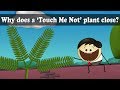 Turgor Pressure - Why does a Touch Me Not plant close? | #aumsum #kids #science #education #children