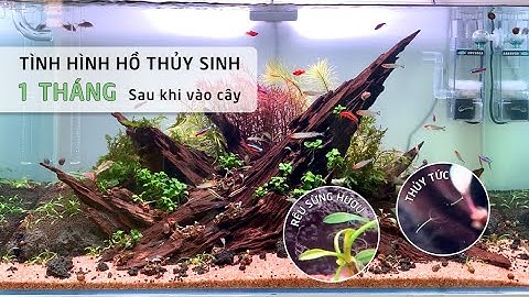 Hồ thủy sinh phong cách Natural sau 1 tháng cắm cây