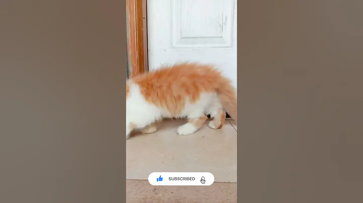 Video 1670421: cutecats furry persian cats, kitten