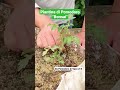 Piantina di Pomodoro Bonsai 🫣🍅