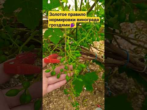 Золотое правило нормировки винограда гроздями нормировкагроздями гроздь виноград виноградник