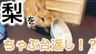 梨に興味ナシ？と思いきや一口食べてパクパクが止まらないうさぎ #181