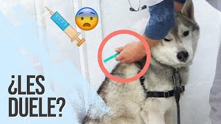 💉🐺HUSKY REACCIONA a VACUNA para PERROS [►Descubre CÓMO es VIVIR con un HUSKY SIBERIANO😍] by Blue Mei 38,418 views 2 years ago 15 minutes