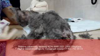 Опарыши заживо съели раненого котёнка  Новосибирск(, 2016-07-22T12:10:07.000Z)