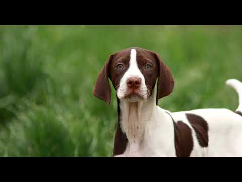 Video: Pointer Raza De Perro Hipoalergénico, Salud Y Duración De La Vida