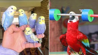 Baby Animals 🔴 Funny Parrots and Cute Birds Compilation (2022) Loros Adorables Recopilación #11