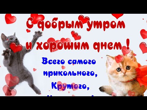 С добрым утром😍Прикольное пожелание в доброе утро и прикольного дня😍