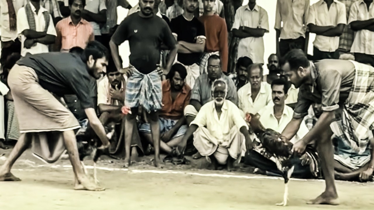 Dhanush Cock Fight Betting Telugu Movie Scene | Telugu Movie Scene | @Filmetelugu