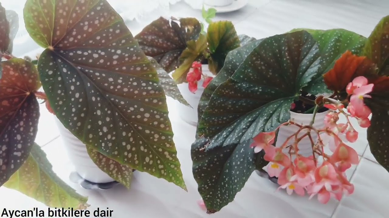 #ÇİLLİ BEGONYA #FRECKLED BEGONIA NEDEN ÇİÇEK AÇMAZ? #ÇİÇEK İÇİN NE YAPILMALI?