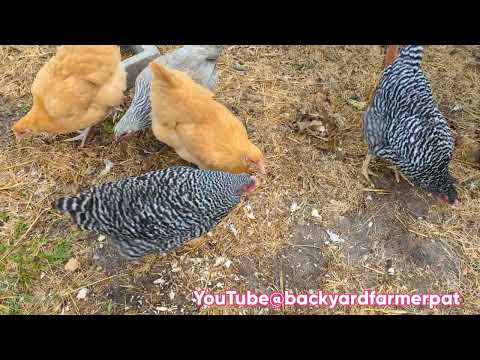 Feeding my chickens and earthworms leftover Jamaican rice and peas - Tons of benefits!