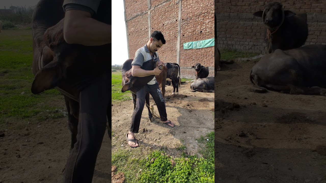 deworming ki timing?? 