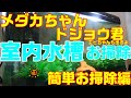 めだか 室内 水槽お掃除 ! エビちゃんがうじゃうじゃ！ドジョウ君もでるよ！　medaka