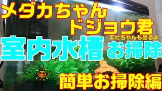 めだか 室内 水槽お掃除 ! エビちゃんがうじゃうじゃ！ドジョウ君もでるよ！　medaka