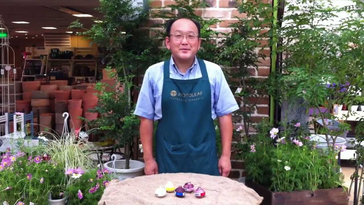 ヒヤシンス の花色の見分け方 Youtube