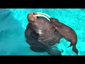 セイウチ親子のお昼寝💤抱っこでねんね🤎　　鴨川シーワールド