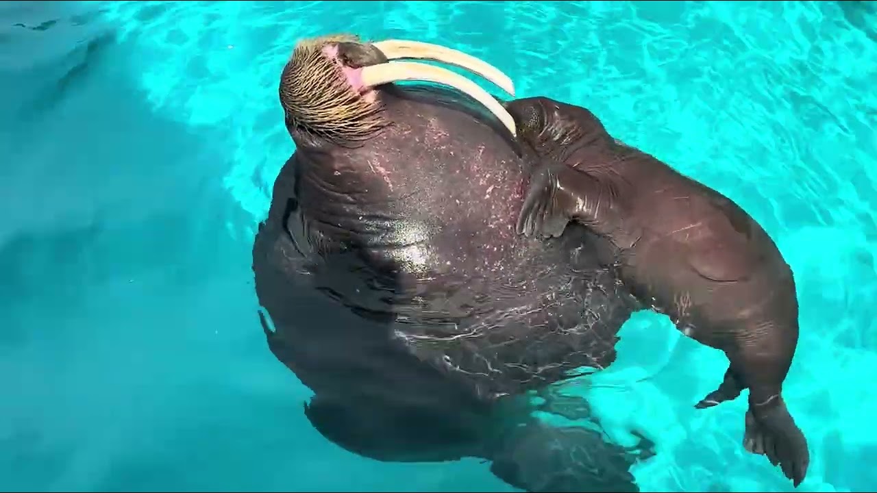 セイウチ親子のお昼寝💤抱っこでねんね🤎　　鴨川シーワールド