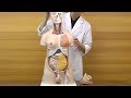 両性型のトルソー内臓模型です│B32