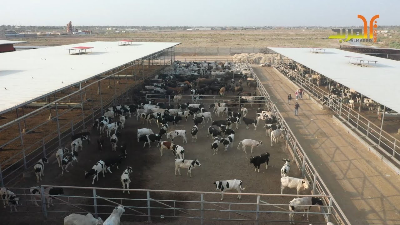 الإجراءات المتبعة في أحد حقول المواشي في البصرة للوقاية من الحمى النزفية #المربد