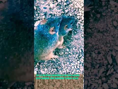 Suicidal Mating - Brown Antechinus mating