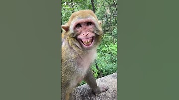 Thumbnail of Cute monkey dance funny monkeys videos #short #animals #monkey compilation  13