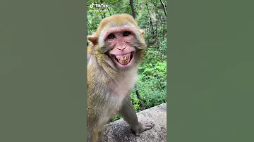 Cute Monkey Dance Funny Monkeys Videos Short Animals Monkey Compilation 13 
