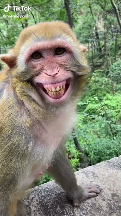 Cute monkey dance funny monkeys videos #short #animals #monkey compilation  13
