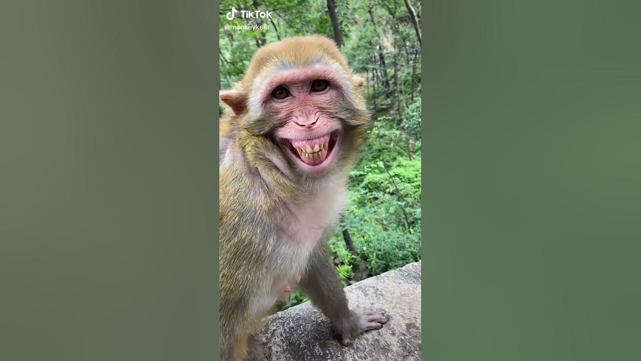 Cute monkey dance funny monkeys videos #short #animals #monkey compilation  13
