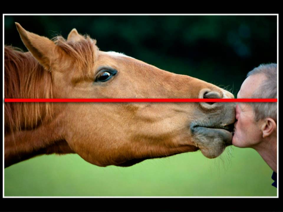 Man kissing a horse award winning photography tips YouTube