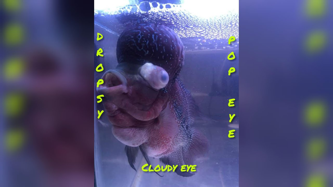 DROPSY, CLOUDY EYE AND POP EYE TREATMENT YouTube