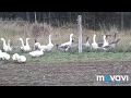 Деревенские мотивы! Ужин!