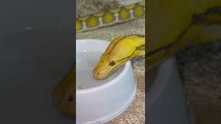 Orange glow retic Profile