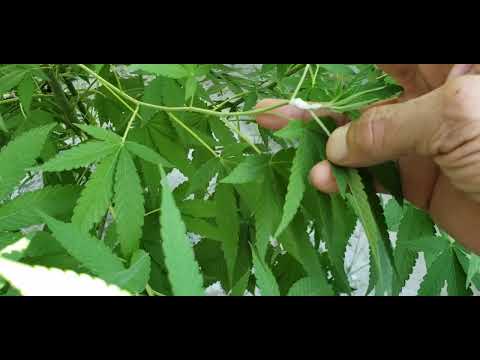 Lo Que Esta Pasando En El Jardín Alacranero