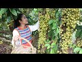 Expecting mum pick green burmese grape fruit and cooking - Cooking with Sreypov