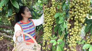 Expecting Mum Pick Green Burmese Grape Fruit And Cooking - Cooking With Sreypov