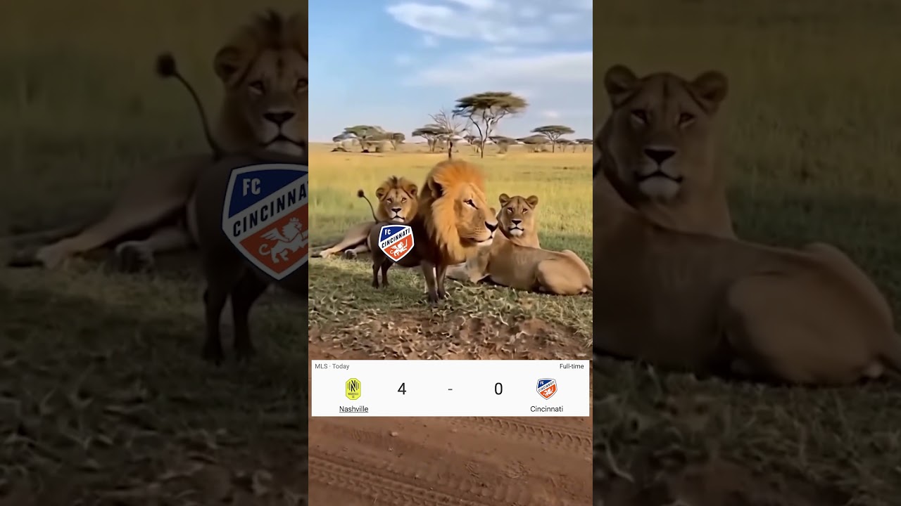THAT'S NO LION 🦁 #meme #safari