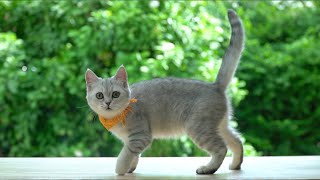 Cats behavior is mysterious and much more  Siamese cat family compilation and facts.