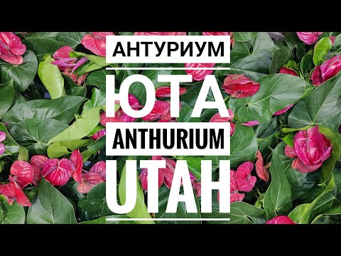 Video: Anthurium De Cristal