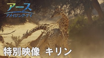 映画『アース：アメイジング・デイ』　キリン