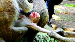 Amari drag Brutus jr much then you see, Amari like push, pull fighting on baby , Mean monkey