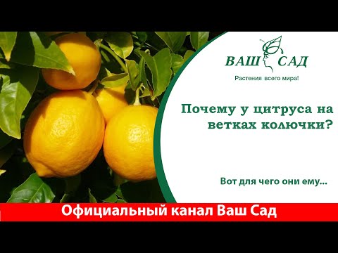 Почему на цитрусовых растениях появляются шипы? Ответ от Ваш сад