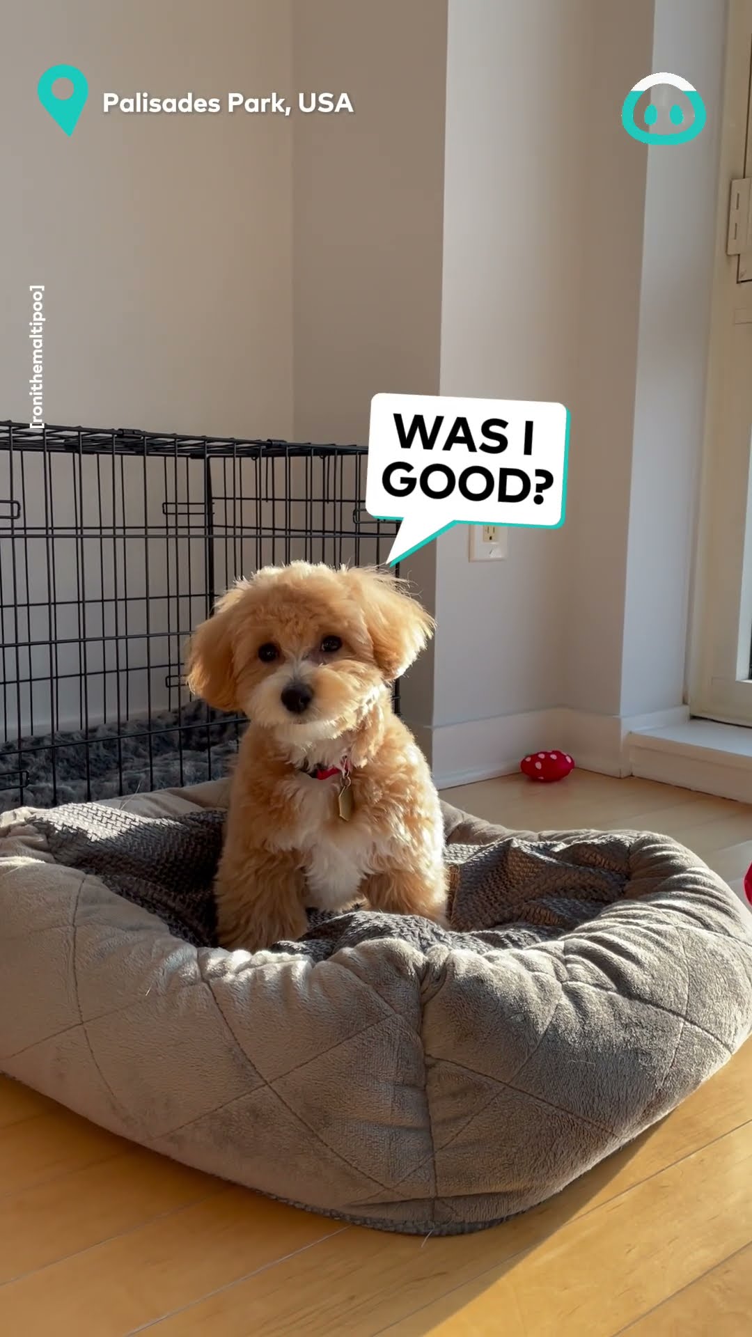Puppy Making A Nest In Bed || ViralHog