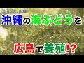 広島で「海ぶどう」養殖!? 日本財団 海と日本PROJECT in 広島 2019 #23