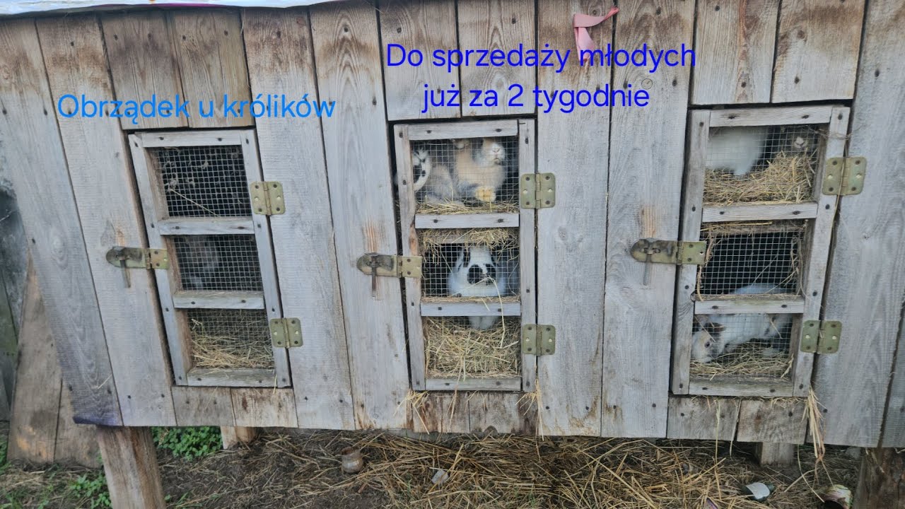 Obrządek u królików🐇 do sprzedaży młodych już za 2 tygodnie🤑